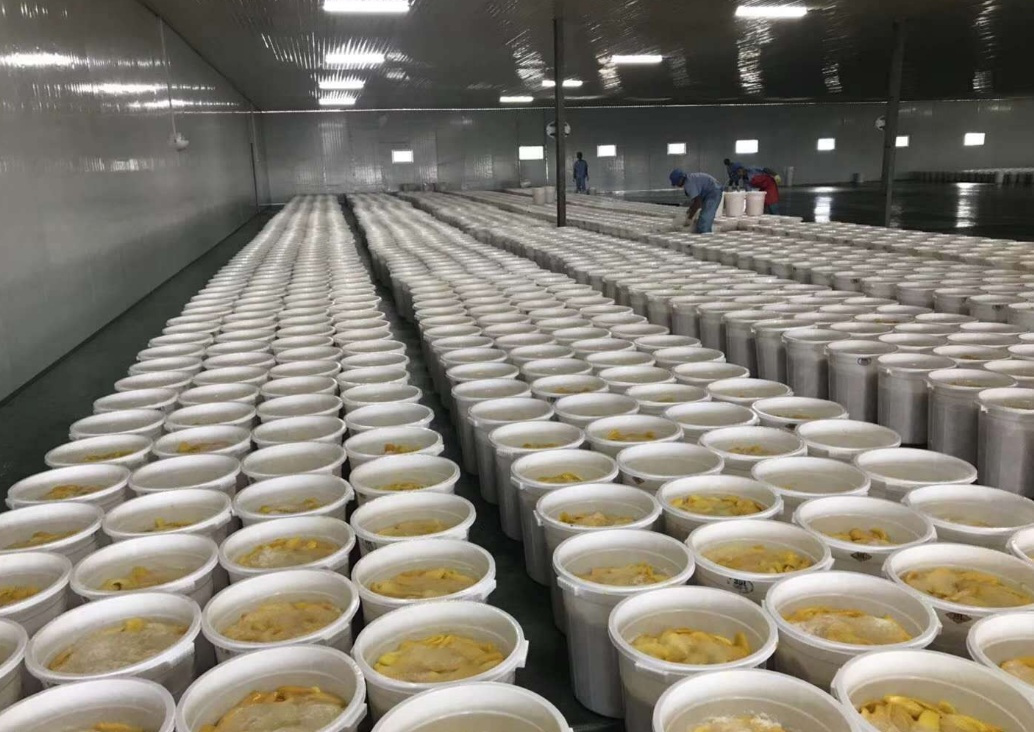 芒果不耐存儲，芒果烘干機解煩憂！