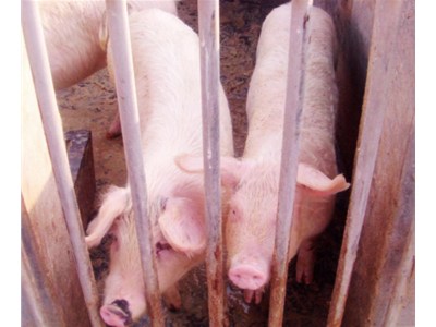 養殖業供暖的新方法